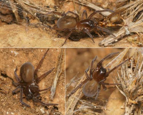 Amaurobius sp.